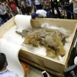 日本展出3万年前猛犸象干尸 保存完好带有毛发