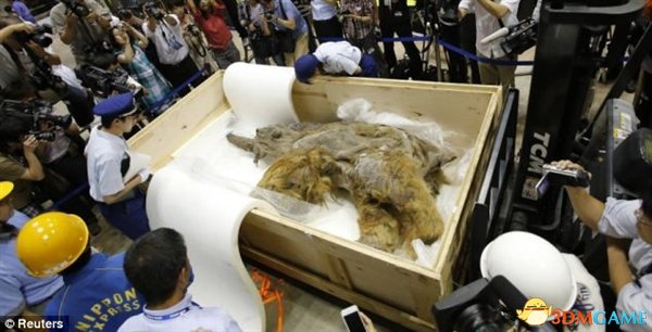 日本展出3万年前猛犸象干尸 保存完好带有毛发