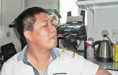 鹩哥会拉客亲嘴儿吃瓜子 聊天儿找美女样样通！