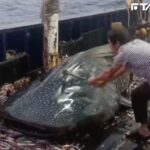 中國漁船「拿鐵鎚狂砸鯨鯊」! 動保人士氣炸報警抓人