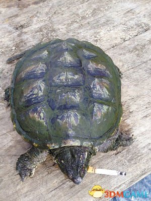长春市出现“吸烟”鳄龟 烟瘾大到每天要抽10多支香