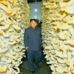 蘑菇王国现身朝鲜 白衣女工人哄抢金三胖蘑菇