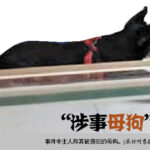 公狗夺走百万母狗处子身 母狗主人要求赔偿十万
