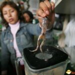 盘点世界各地的极品佳肴 生吞毛鸡蛋已然战五渣