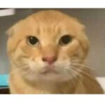“耄耋猫”“咕咕嘎嘎”等被字节抢注版权！网友质疑赛博圈地