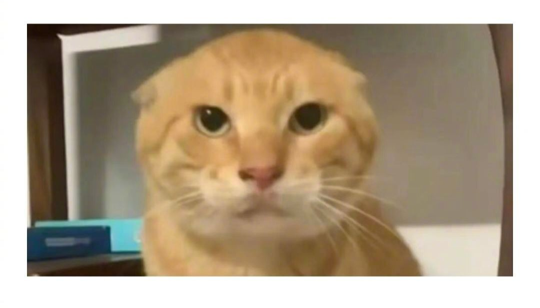 “耄耋猫”“咕咕嘎嘎”等被字节抢注版权!网友质疑赛博圈地