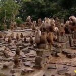 公园狒狒静坐绝食背对游客 南非狒狒抢劫团伙入民居