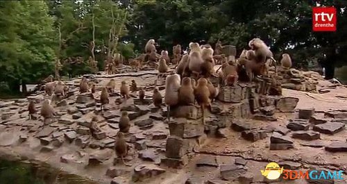 公园狒狒静坐绝食背对游客 南非狒狒抢劫团伙入民居