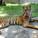 印度尼西亚一动物园被曝环境恶劣：老虎竟瘦成猫