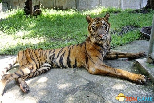 印度尼西亚一动物园被曝环境恶劣：老虎竟瘦成猫