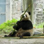 「糰子外交」劃句號?「英美澳動物園」宣布將送回貓熊 明年美國恐沒得看